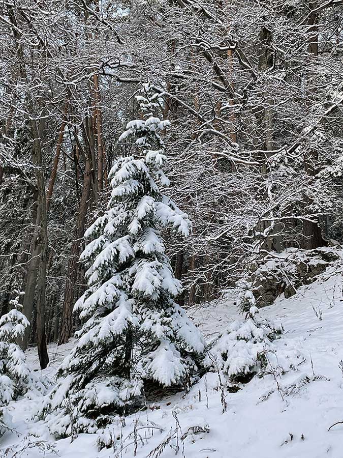 Foto Manfred Horak weihnachtsbaum kulturgeschichte